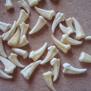 May include: A collection of small, off-white claws scattered across a light brown surface. Each claw has a curved, pointed tip and a textured base. The claws vary slightly in size and shape, suggesting a natural origin.