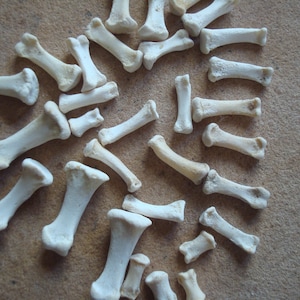 May include: A collection of small, off-white bones scattered on a light brown surface. The bones vary in size and shape, with a generally elongated form and rounded ends. The image is well-lit, highlighting the texture and details of the bones.