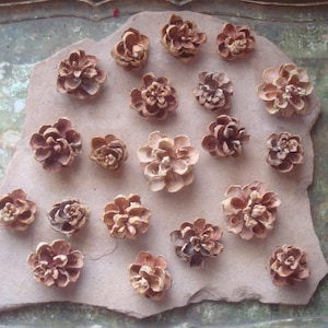 May include: A collection of small, brown pine cones arranged on a light brown, irregularly shaped stone. The pine cones vary in size and are clustered together, creating a natural, earthy display. The background is a muted green.