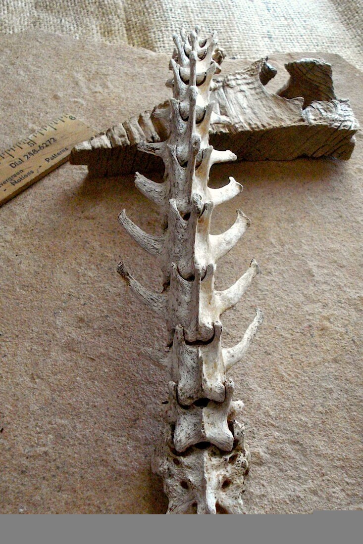 Coyote Vertebrae