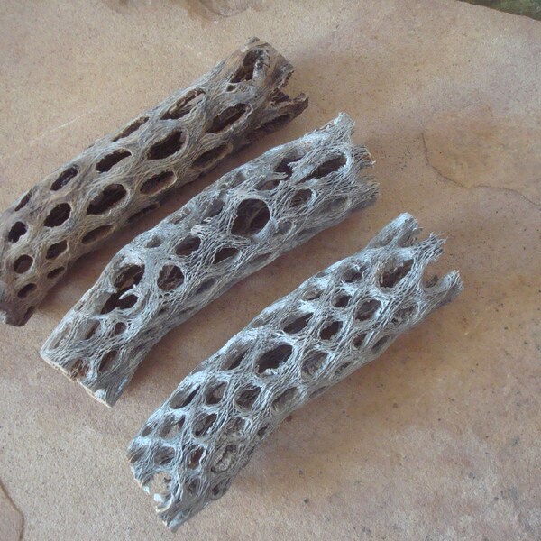 3 Cholla Cactus Skeleton Wood Pieces ~ Crafts Assemblage Macrame Terrariums Jewelry Organic Floral Decor