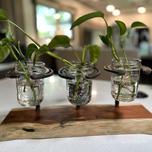 May include: Three glass jars with green plants are suspended from a wooden base with metal holders. The jars are filled with water and the plants are growing roots. The base is made of a light brown wood with a natural edge.