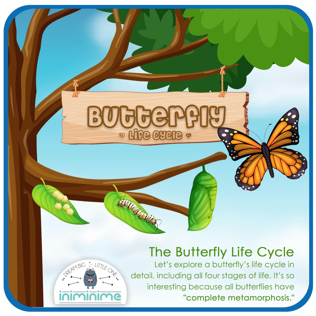 Butterfly Life Cycle - Kids Activities, Brain Teaser, Puzzle, Diorama ...