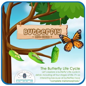 Puede incluir: Una ilustración del ciclo de vida de una mariposa. La imagen muestra una mariposa, una crisálida, una oruga y huevos en una rama de un árbol. El texto dice "Butterfly • Life cycle •" y "The Butterfly Life Cycle Let's explore a butterfly's life cycle in detail, including all four stages of life. It's so interesting because all butterflies have "complete metamorphosis."