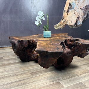 May include: A large, rustic wooden coffee table with a natural, irregular shape. The table is made from a single piece of wood with a rich brown color and a natural, live edge finish. A small white orchid plant in a blue and white patterned pot sits on the table.