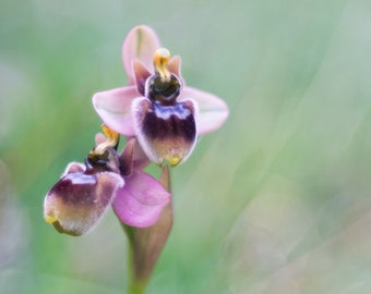 Ophrys xsomierii Orchidea selvatica