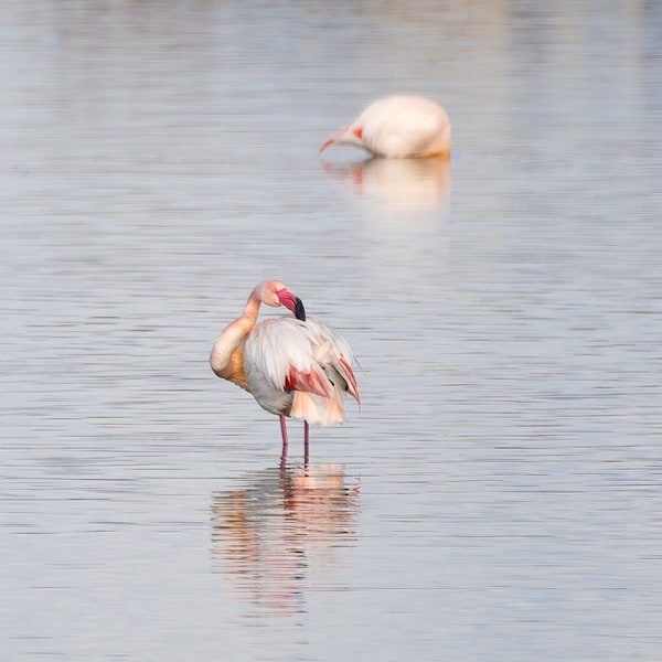 Fenicotteri rosa allo stagno Molentargius