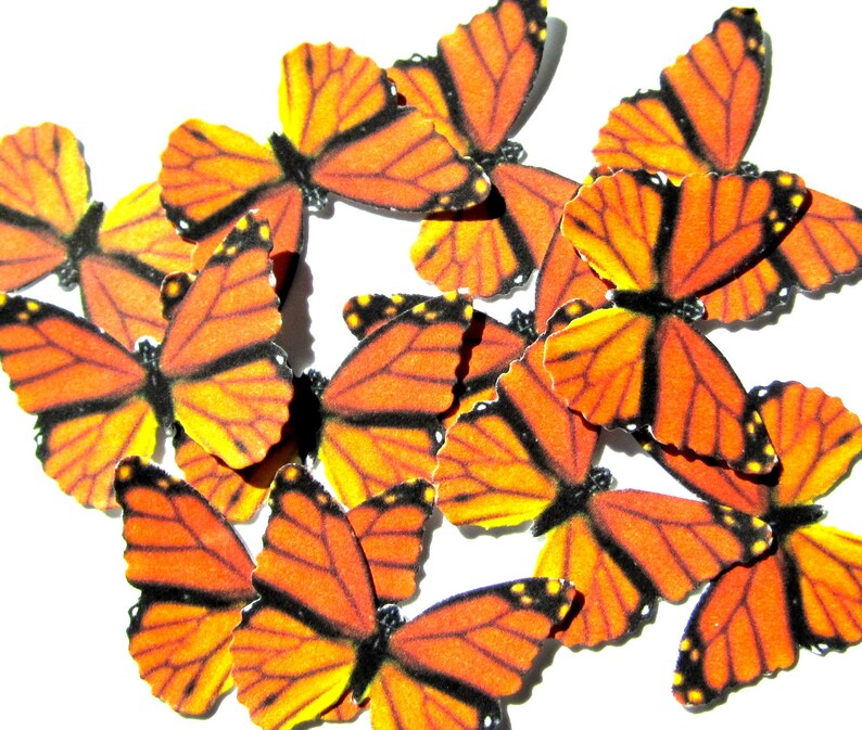 Monarch butterfly reading picture