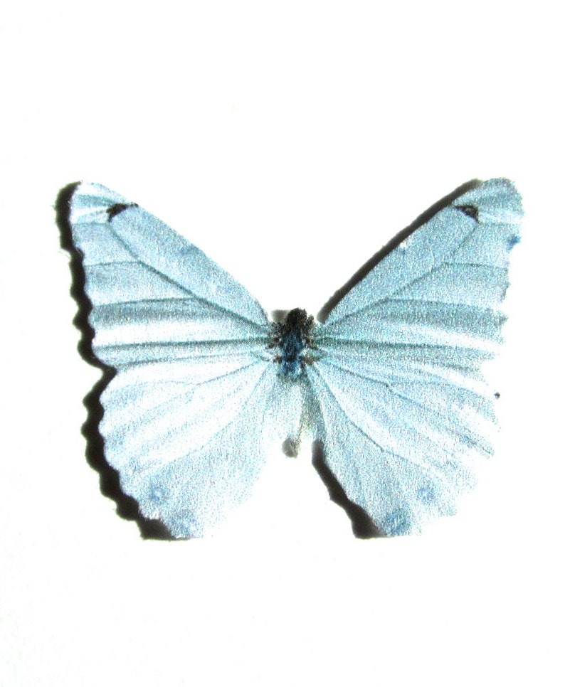 Paper Butterflies