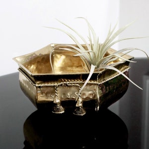 May include: A gold hexagonal planter with a rope design around the rim and tassels hanging from the bottom. The planter is filled with a green air plant.