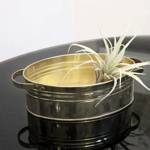 May include: A gold oval planter with a single air plant inside. The planter has two handles and is sitting on a black surface.