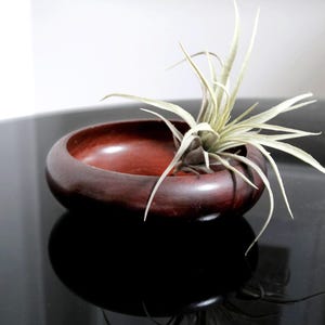 May include: A dark brown wooden bowl with a smooth, rounded shape. A light green air plant is sitting inside the bowl.