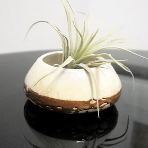 May include: A white ceramic planter with a brown glaze around the rim, featuring a small air plant growing inside.