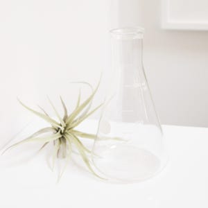 May include: A clear glass Erlenmeyer flask, marked with 100 and 500 ml measurements, with a wide base and a narrow neck. A green air plant with spiky leaves sits beside it. The objects are on a white surface.