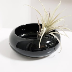 Könnte beinhalten: Ein glänzender, schwarzer Keramiktopf mit abgerundeter Form. Der Topf enthält eine hellgrüne Luftpflanze mit langen, schlanken Blättern. Die Luftpflanze ist mittig im Topf platziert, was eine minimalistische Ästhetik erzeugt. Der Topf steht auf einer weißen Oberfläche.