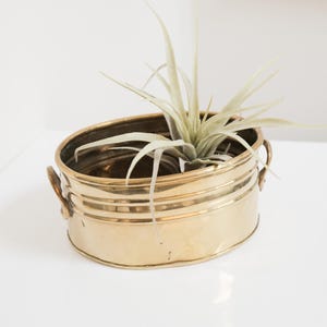 May include: A gold-coloured, oval-shaped planter with a ribbed design and small handles. The planter holds a light green air plant with long, slender leaves. The planter is sitting on a white surface.
