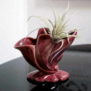May include: A burgundy ceramic vase with a unique, organic shape, featuring a ruffled, tulip-like design. The vase is holding a small air plant.
