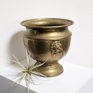 May include: A large, antique brass planter with lion head handles and a ring on each handle. The planter is sitting on a white surface with a small green plant in front of it.