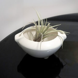 May include: A white ceramic planter with a small air plant inside. The planter has a rounded shape with two small handles on the sides.