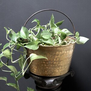 May include: A brass planter with a wire handle, filled with a green leafy plant. The planter is sitting on a dark wooden pedestal.
