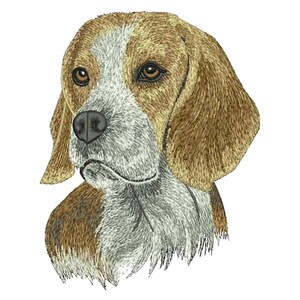 Puede incluir: Un perro Beagle marrón y blanco con orejas caídas, mirando hacia la izquierda. El pelaje del perro es una mezcla de marrón y blanco, y sus ojos son marrones.