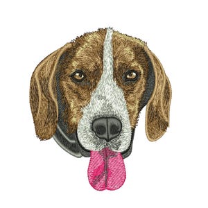May include: A brown and white dog with a pink tongue sticking out. The dog has brown eyes and a black nose.