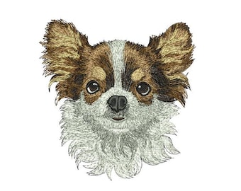 Puede incluir: Primer plano de la cara de un chihuahua. El perro tiene pelo marrón y blanco, con ojos grandes y oscuros. La lengua del perro está ligeramente fuera.
