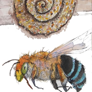 Native Australian blue banded bee