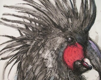 May include: A detailed watercolor illustration of a black cockatoo's head. The bird features a prominent red cheek patch, a dark beak, and a crest of feathery plumes. The artwork uses shades of gray and black.