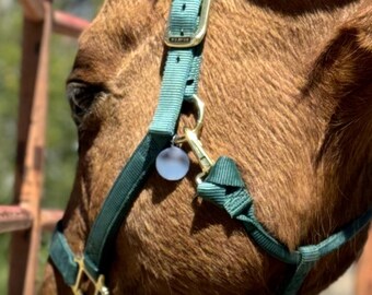 Personalized Engraved Stainless Steel Horse Tag 1 1/16”: Halter, Bridle, Saddle