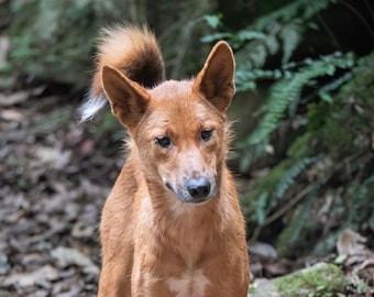 Australian Dingo photo print - wildlife photography, Australian print, dingo gift, wild dog print, Australian outback, dog lover gift