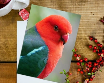 Australian Christmas card - 5x7 inch King Parrot card with envelope blank inside, Australian native bird greeting card, Aussie christmas