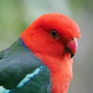King Parrot photo print - male parrot print, green and red wall art, Australian animals nature decor Australian photo Australiana