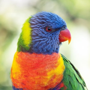 Rainbow Lorikeet bright colourful vibrant wall art, Australian parrot print, rainbow bird print, Australian native bird photography image 1
