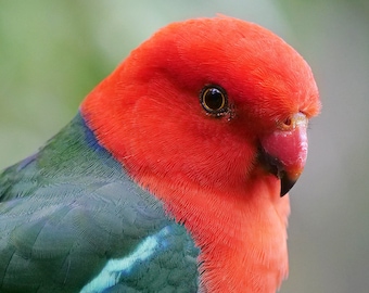 King Parrot photo print - male parrot print, green and red wall art, Australian animals nature decor Australian photo Australiana