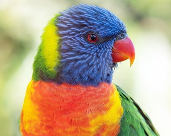 Rainbow Lorikeet - bright colourful vibrant wall art, Australian parrot print, rainbow bird print, Australian native bird photography