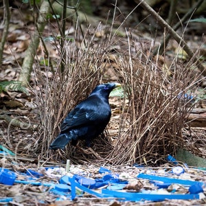 Blauer Laubenvogel Fotodruck - Australischer Vogel, Cottagecore Dekor