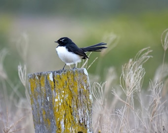 Willie Wagtail 1 photo print - calming wall art, nature print, bird photography, bird wall art, Australian native bird, Australian wildlife