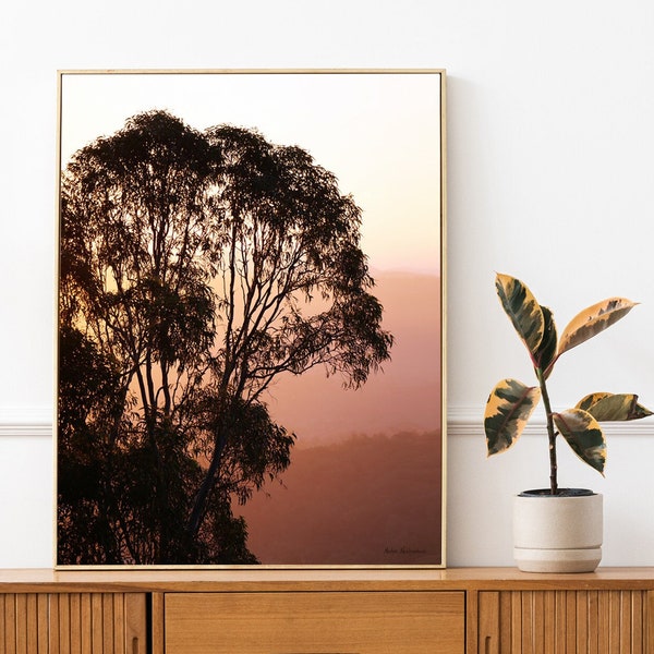 Eucalyptus Tree Etsy Australia