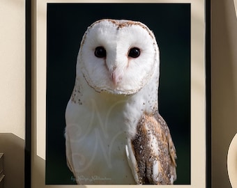 Barn Owl Photo Print - Ghostly Nocturnal Bird, Moody Wall Decor for Home Office, Dark Academia Library Art