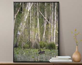 Black Swan Sanctuary print - emerald green wall art, Australian nature photography, swan lake wetland, peaceful wall art, green forest decor