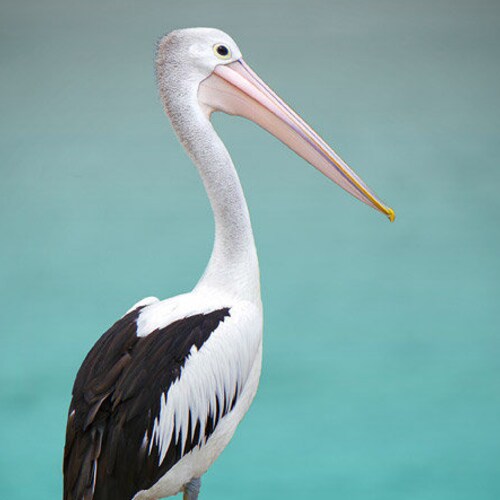 Pelican Photo Print Nautical Decor Pelican Art Print Etsy