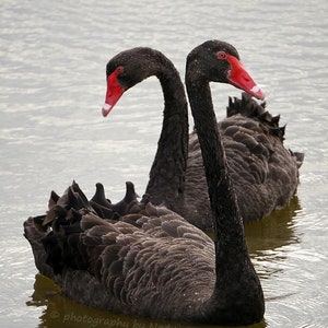 Black Swan photo print Australian bird wildlife photo, swan lake, Valentine's Day romantic swan nature photography, black and red image 2