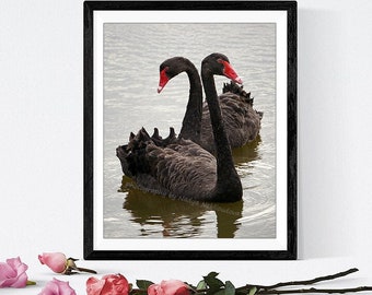 Black Swan photo print - Australian bird wildlife photo, swan lake, Valentine's Day romantic swan nature photography, black and red