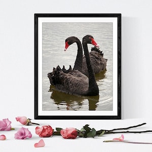 Black Swan photo print Australian bird wildlife photo, swan lake, Valentine's Day romantic swan nature photography, black and red image 1