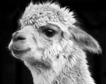 Adorable Alpaca on Black photo print - Llama gift, southwestern decor, Alpaca art, Alpaca wall art Llama print, alpaca black and white decor