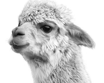 Adorable Alpaca on White photo print - Llama art, Alpaca print, llama living room art, Llama wall art, Llama portrait black and white alpaca