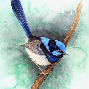 Blue Wren on Emerald Green print bird lover gift, Superb Fairy-wren print, wren painting, Australian native bird print, jewel tone decor image 1