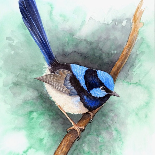 Impression de troglodyte bleu sur vert émeraude - cadeau pour amateur d'oiseaux, superbe impression de troglodyte des fées, peinture de troglodyte, estampe d'oiseau indigène d'Australie, décor aux tons de bijou