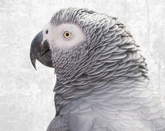 African Grey Parrot print - parrot photo, Tropical wall art, Parrot poster, Tropical print, African bird, Tropical bird photo, grey boho art